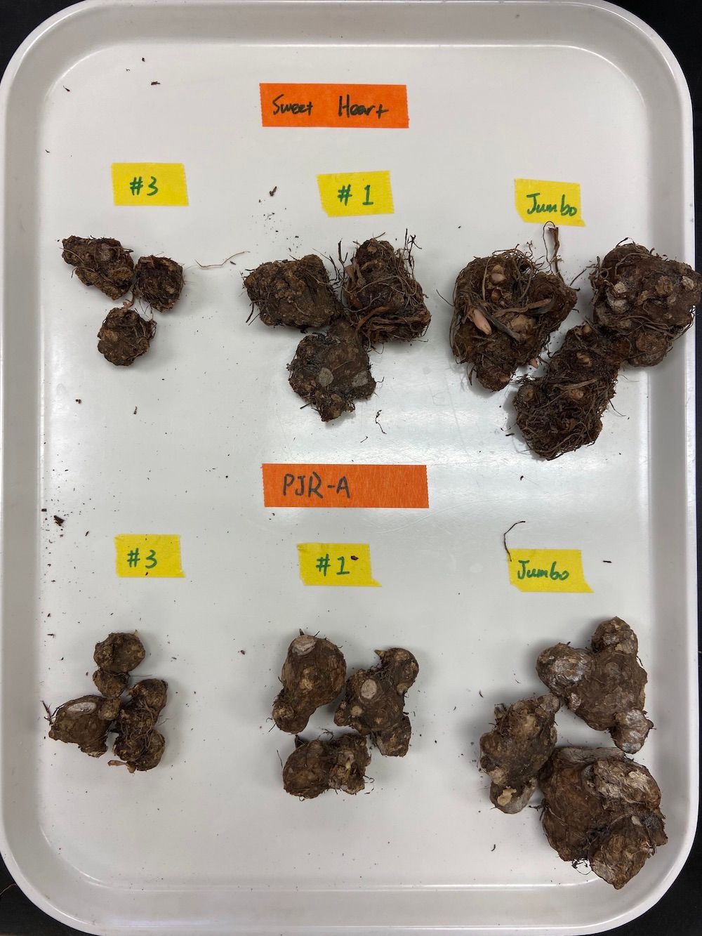 Caladium tubers (two cultivars Sweet Heart and Postman Joyner, each with three different tuber sizes “#3”, “#1”, and “Jumbo”) infested with root-knot nematodes, UF/GCREC, July 2020. 