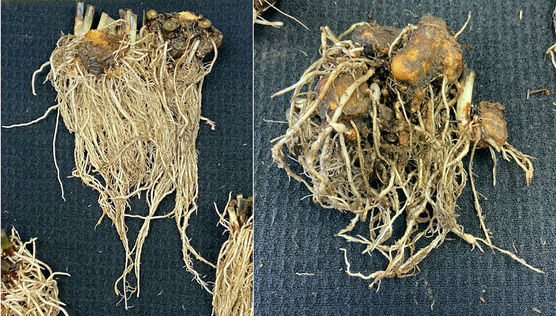 Galled root symptoms on caladium caused by root-knot nematode, UF/GCREC, July 2020. Left: healthy caladium roots; right: galled root symptom. 