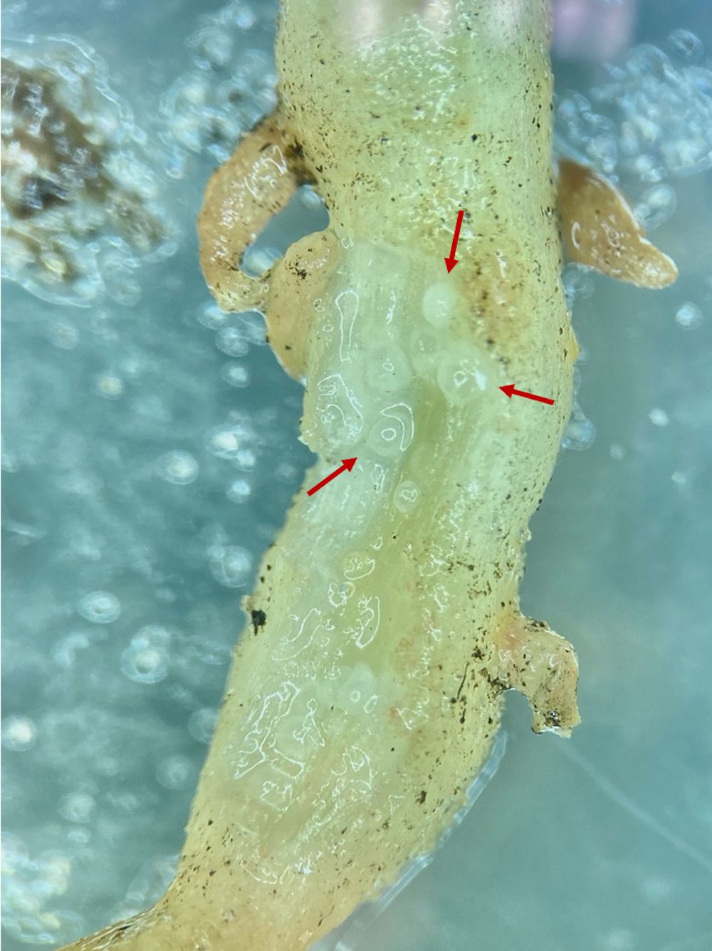 Female root-knot nematodes Meloidogyne arenaria buried in galled caladium root. 