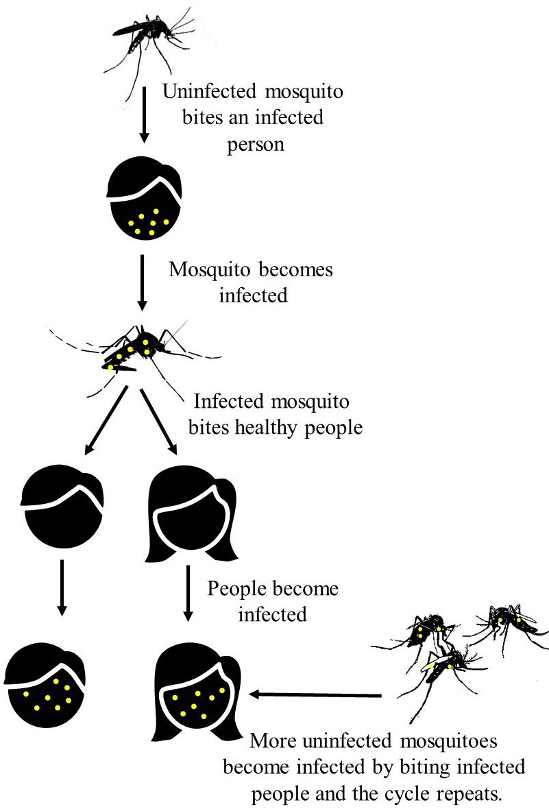 Transmission of mosquito-borne pathogens to people. 