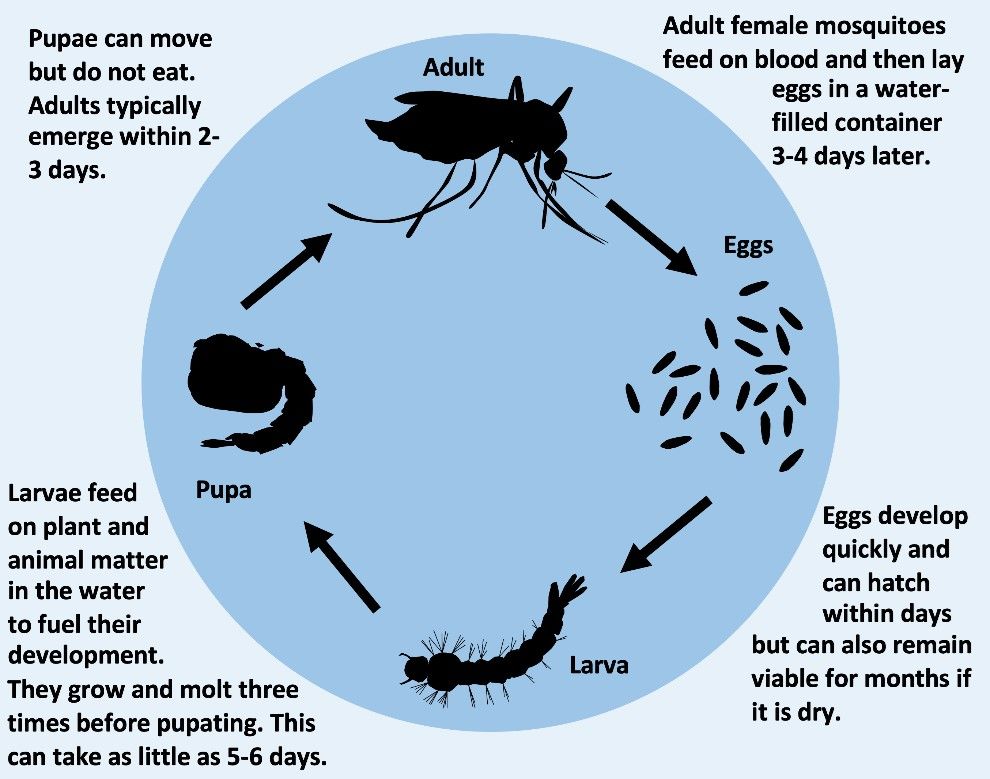 Aedes aegypti mosquito life cycle. 