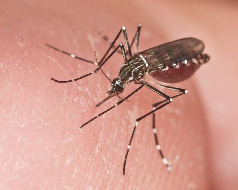 Adult female Aedes aegypti mosquito. 