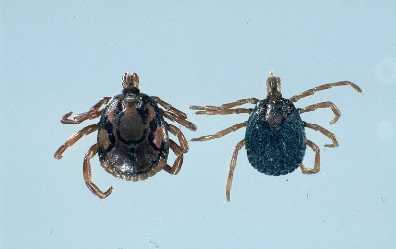 Male (left) and female (right) bont ticks from South Africa. 