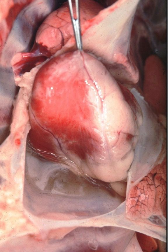 Heart of a goat that died of heartwater disease.