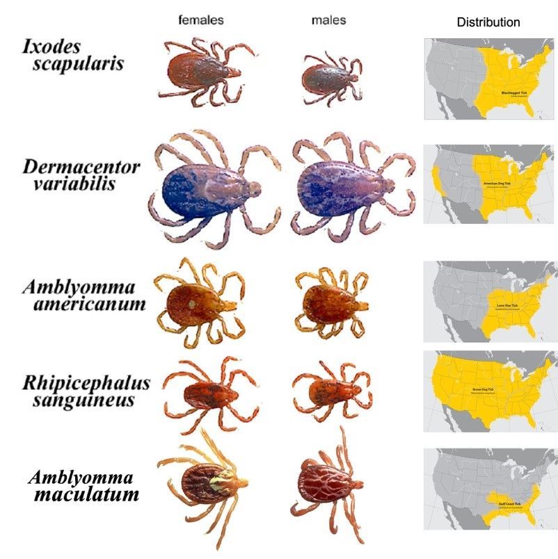 Female and male of Ixodes scapularis (blacklegged tick), Dermacentor variabilis (American dog tick), Amblyomma americanum (lone star tick), Rhipicephalus sanguineus (brown dog tick), and Amblyomma maculatum (Gulf Coast tick) and their geographical distributions in the United States.