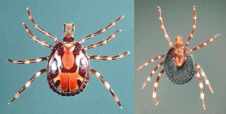Male (left) and female (right) tropical bont ticks. 