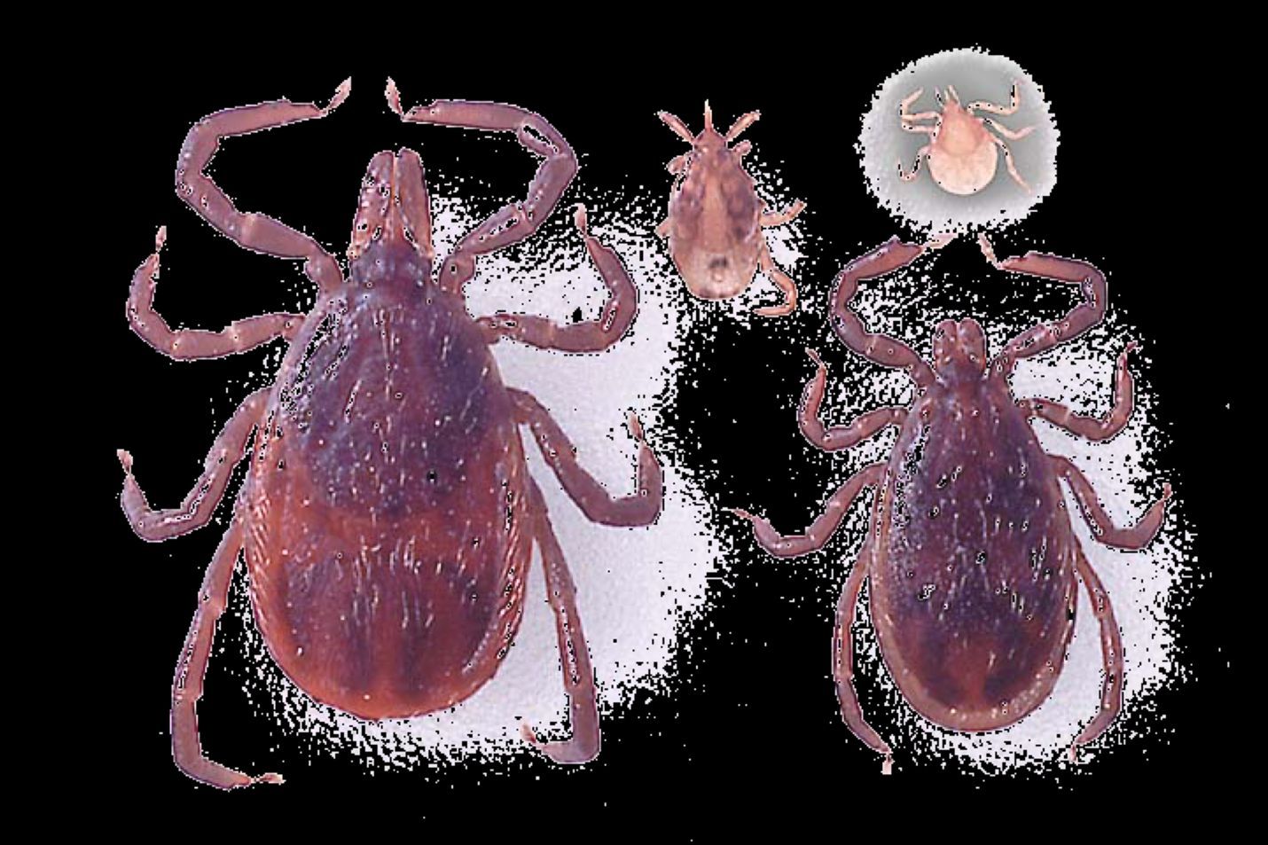 The three life stages of a blacklegged tick: larva, nymph, and adult female and male. 