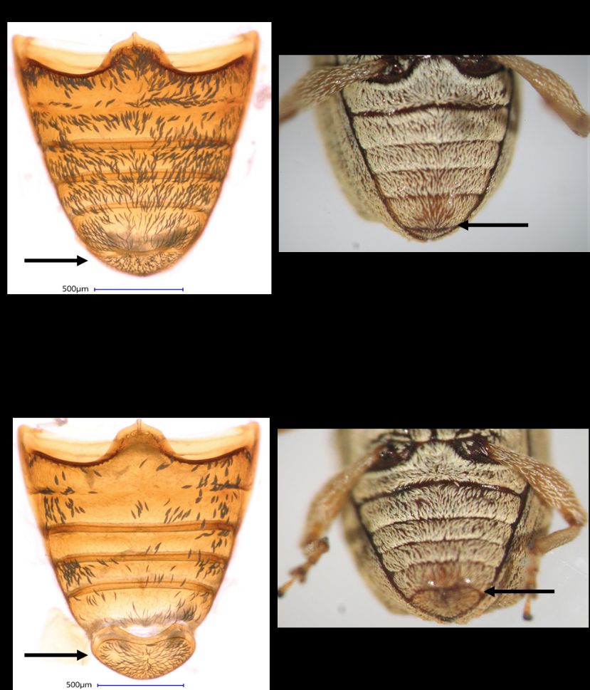 Female and b) male abdomens of Anthonomus testaceosquamosus. The posterior end of the fifth ventrite in females is straight (a, right arrow) and in males curved (b, right arrow). Females (a, left arrow) have a small pygidium (the last body part that is exposed when the elytra is at rest) in comparison to males (b, left arrow). 