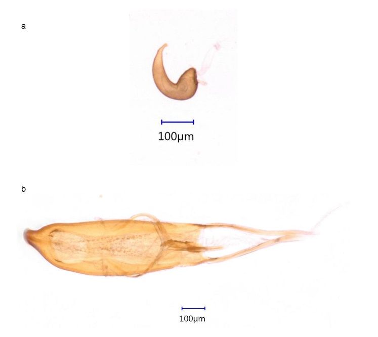 Female and b) male genitalia of Anthonomus testaceosquamosus. 