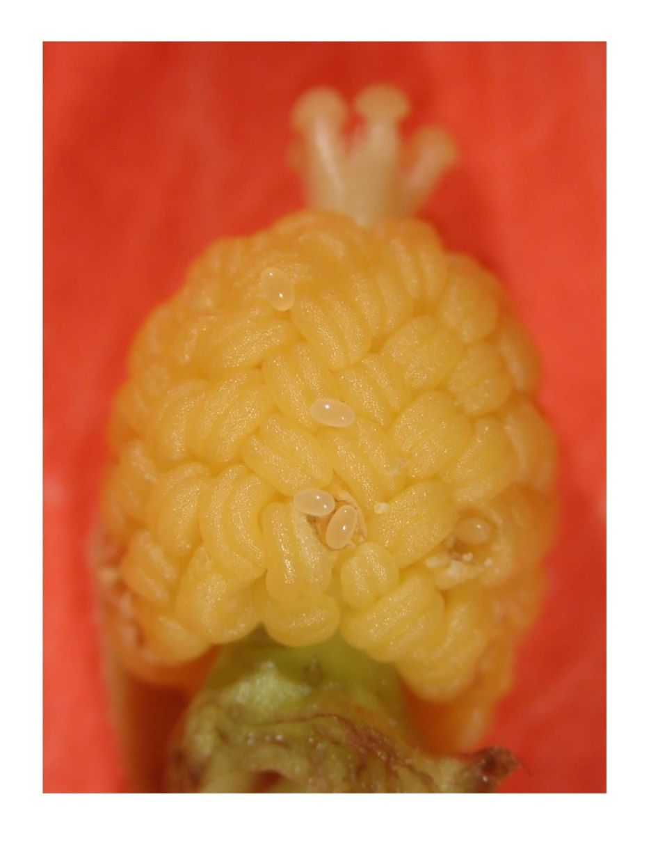 Multiple eggs are oviposited by females of Anthonomus testaceosquamosus on hibiscus anthers within the flower bud. 