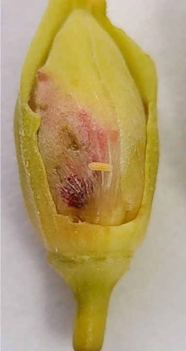 A hibiscus bud midge (Contarinia maculipennis) larva exits the flower bud. Picture shows the damage caused on the flower bud by the feeding maggots. 