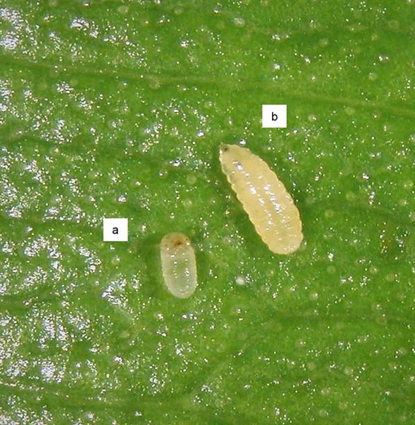 Larvae of a) hibiscus bud weevil (Anthonomus testaceosquamosus) and b) hibiscus bud midge (Contarinia maculipennis). 