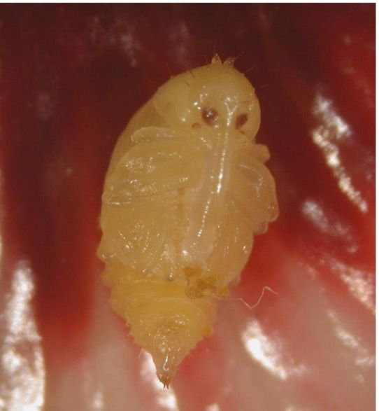 A hibiscus bud weevil pupa inside a hibiscus flower bud.