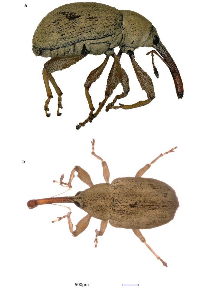 Hibiscus bud weevil adult females from a) lateral and b) dorsal view.