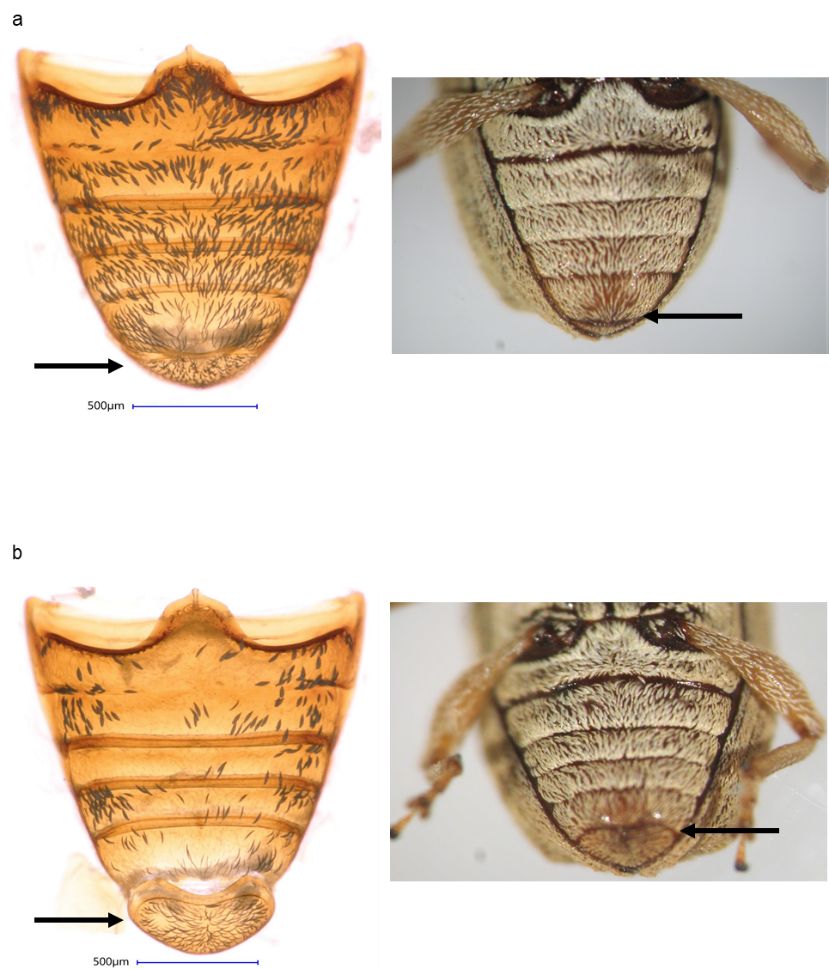 a) Female and b) male abdomens of Anthonomus testaceosquamosus Linell. The posterior end of the fifth ventrite in females is straight (a, right arrow) and in males is curved (b, right arrow). Females (a, left arrow) have a small pygidium (the last body part that is exposed when the elytra is at rest) in comparison to males (b, left arrow). 