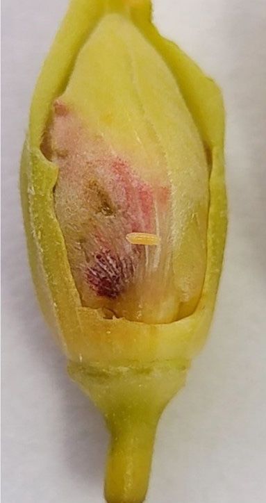A hibiscus bud midge infesting a hibiscus flower bud. Larval feeding cause yellowing to the bud