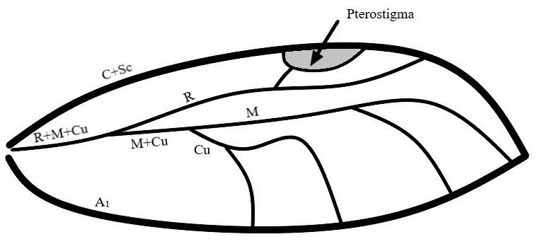 Simplified view of a psyllid forewing, with the leading edge facing upwards. Veins mentioned in the key are labelled. 