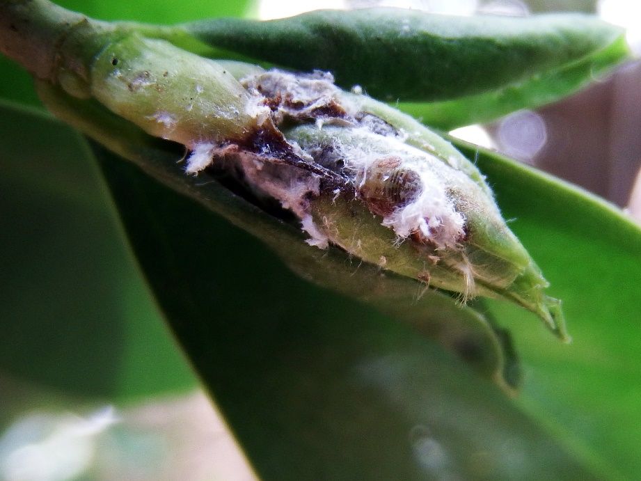 Late instar Macrohomotoma gladiata (Kuwayama) and associated waxy secretions. 