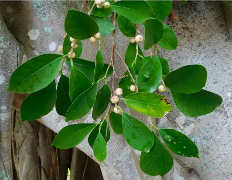 A Ficus microcarpa branch. The leaf galling is caused by another adventive insect species, the wasp Josephiella microcarpae (Beardsley & Rasphus). 