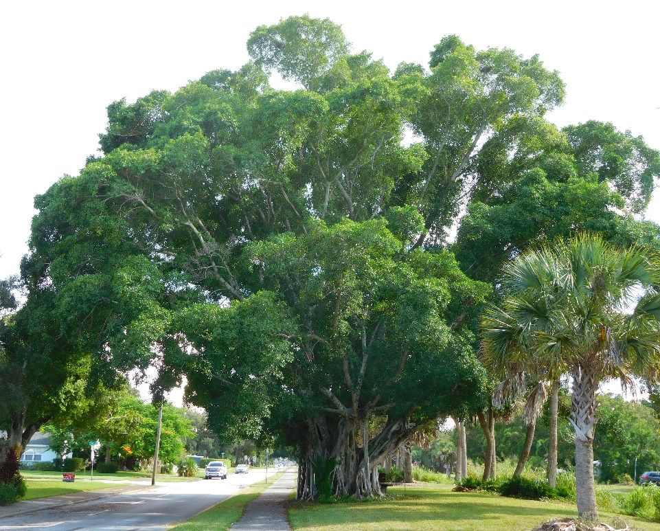 Ficus microcarpa (center) grown as a street tree in Vero Beach, Florida. 