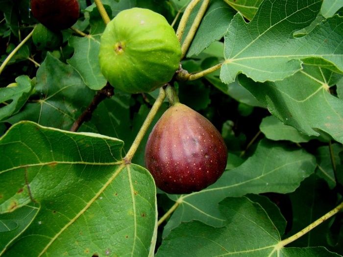 Fruit and leaves of Ficus carica. 