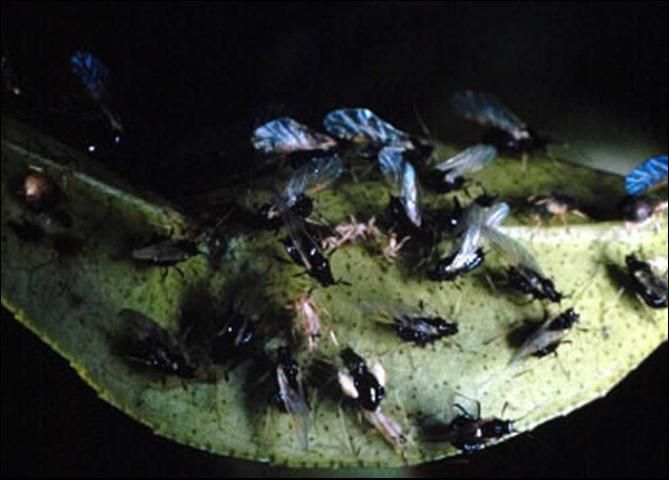 Figure 3. Adult winged forms (alatae) of brown citrus aphid, Toxoptera citricida (Kirkaldy).