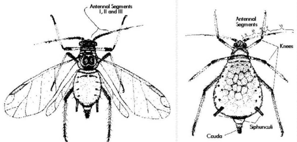 Figure 1. Adult winged - alatae (left), and wingless - apterae (right) forms.
