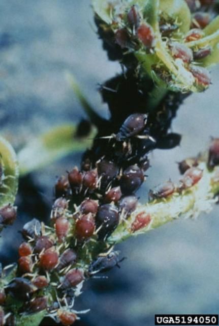 Figure 4. Brown citrlus aphid, Toxoptera citricida (Kirkaldy), infestation on citrlus.