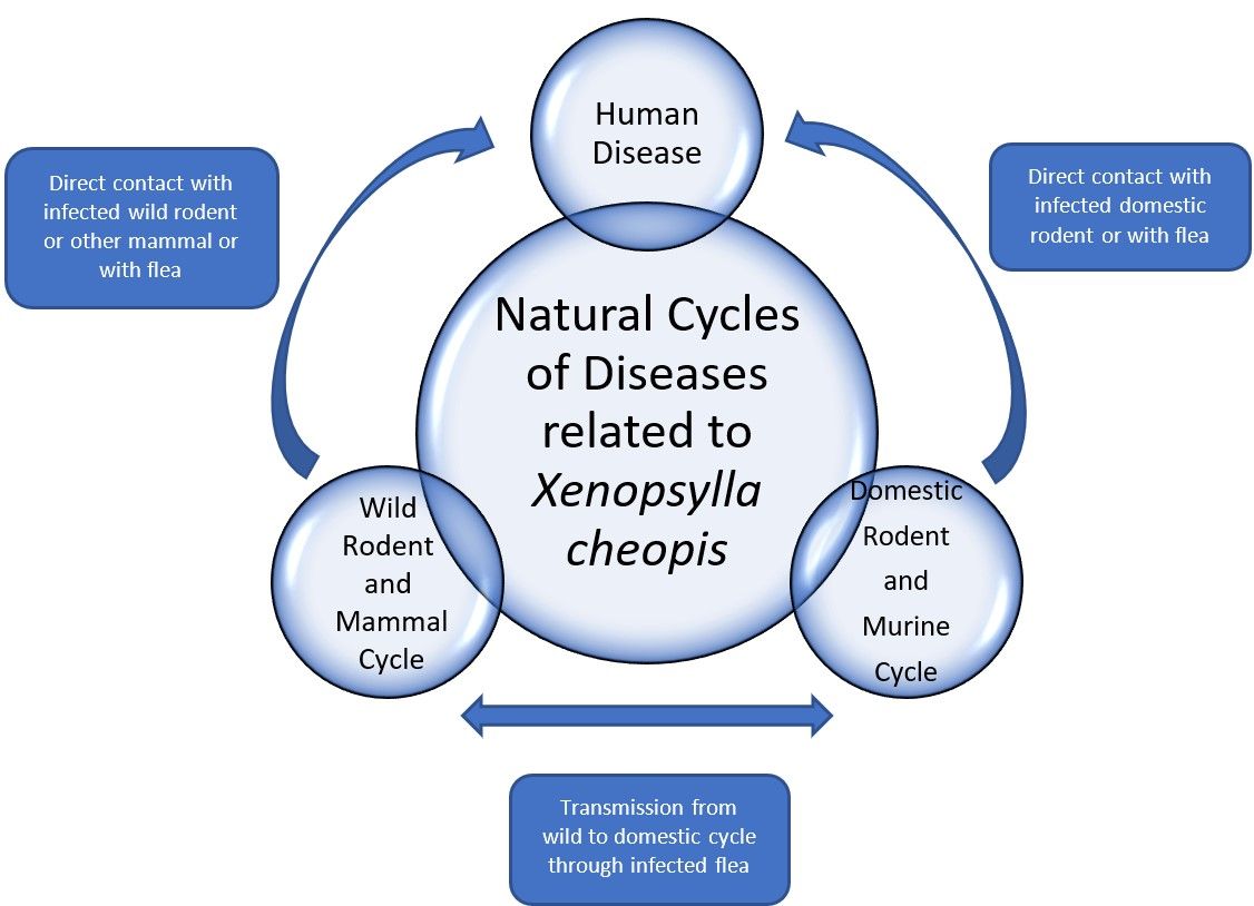 Generalized diagram of the disease cycles in which Xenopsylla cheopis is involved. 