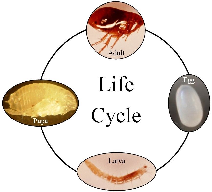 Generalized flea life cycle of showing all four stages of development. 