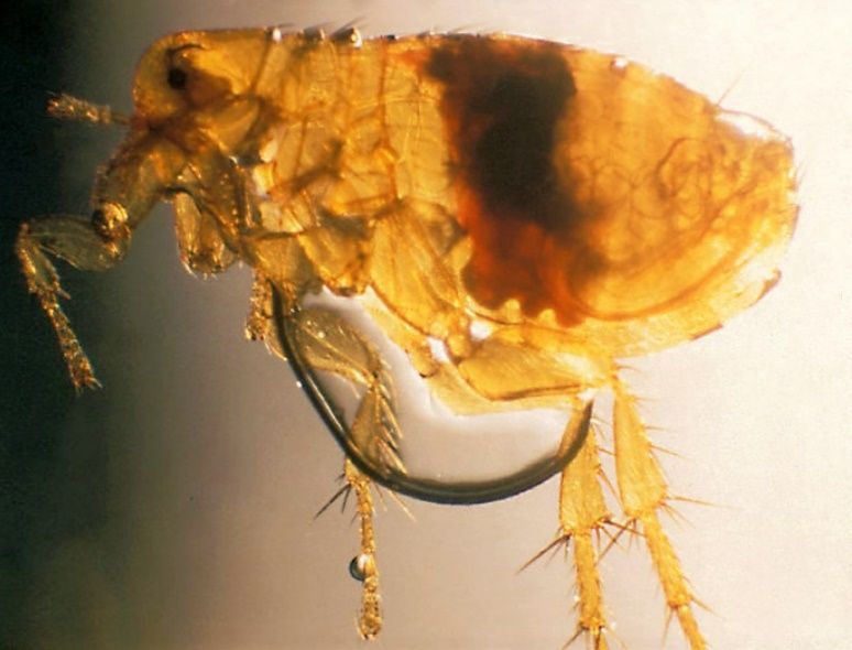 Xenopsylla cheopis (Rothschild, 1903) with a blockage (seen as the dark, central mass) at the proventriculus (muscular valve at the entrance of the gut) after infection with the plague bacterium Yersinia pestis. 