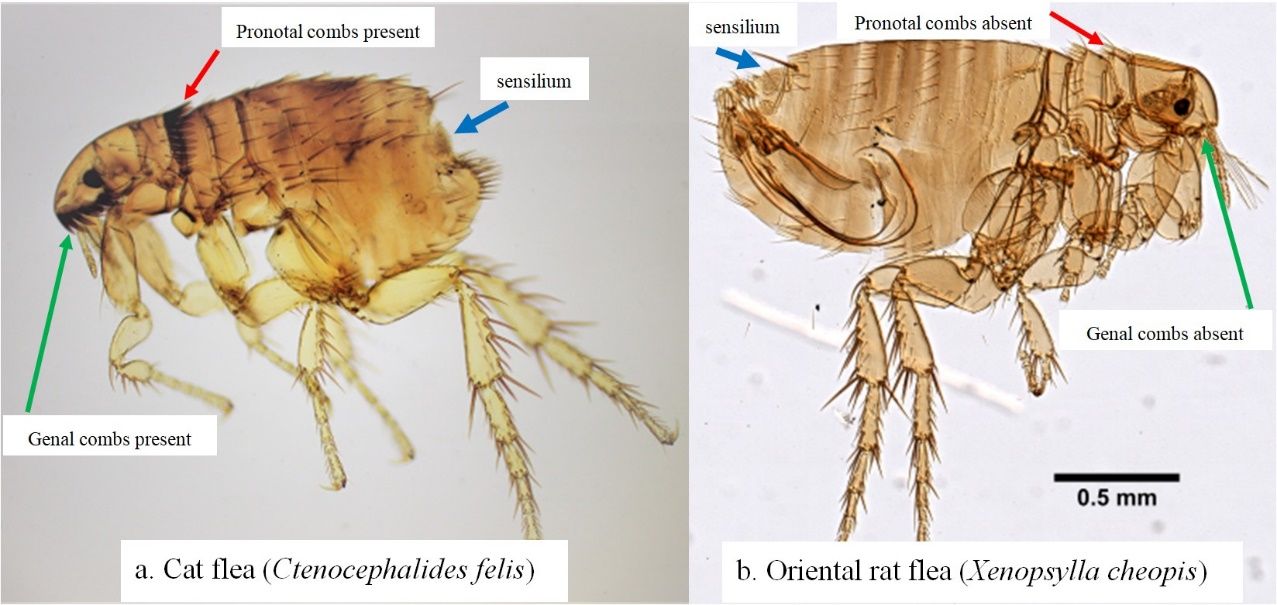 Comparison images of Ctenocephalides felis and Xenopsylla cheopis. Note the presence of both the genal (cheek area below the eye; green arrow) and pronotal (behind the head; red arrow) combs in Ctenocephalides felis (a) and the characteristic absence of both combs in Xenopsylla cheopis (b). The sensory structure (sensilium) is present in both species and is described in the text.