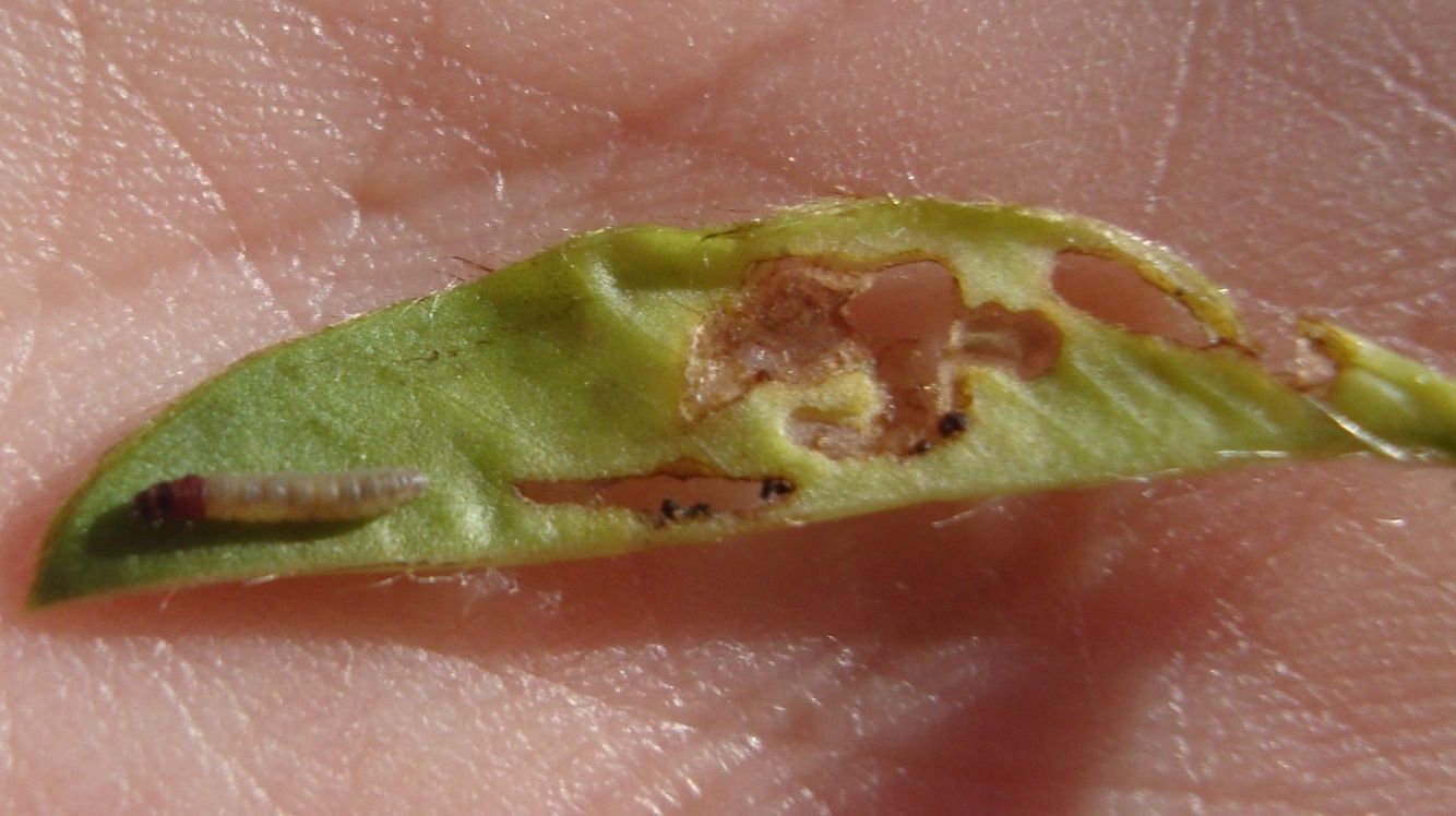 Feeding injury and larva of the rednecked peanutworm, Stegasta bosqueella (Chambers), found inside a peanut terminal after pulling it open. 