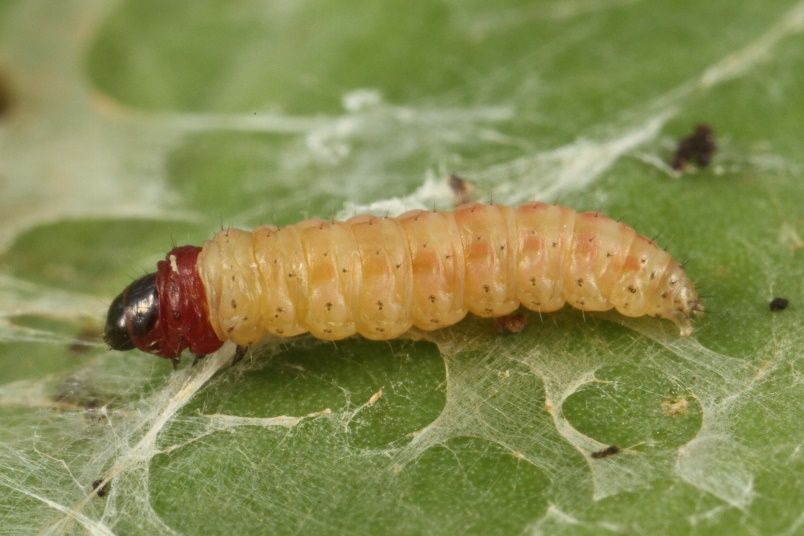 Larval stage of the rednecked peanutworm, Stegasta bosqueella (Chambers) on a peanut leaf. 