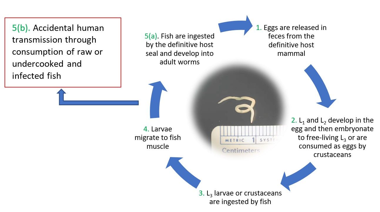 The general lifecycle of the sealworm nematode (Pseudoterranova decipiens), with embedded photograph of the nematode. Immature larval stages are shown as larval stages 1-3 (L1-L3). 