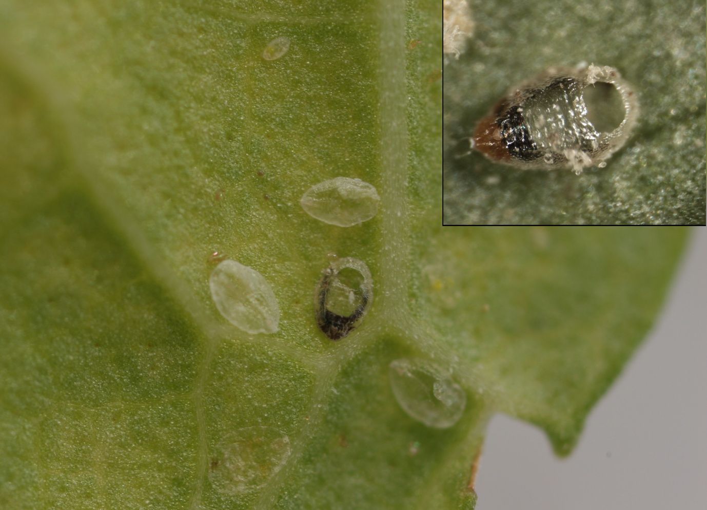 A hole in old whitefly pupal casing (dark colored) made by an emerged adult parasitoid.