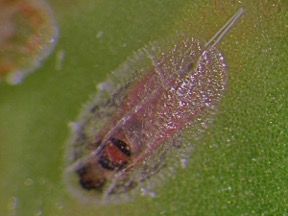 Male croton scale emerging from its third pre-pupal instar. 