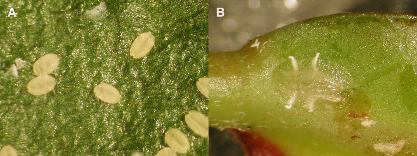A) Croton scale in the first instar nymphal stage, and B) croton scale in the second instar stage. 