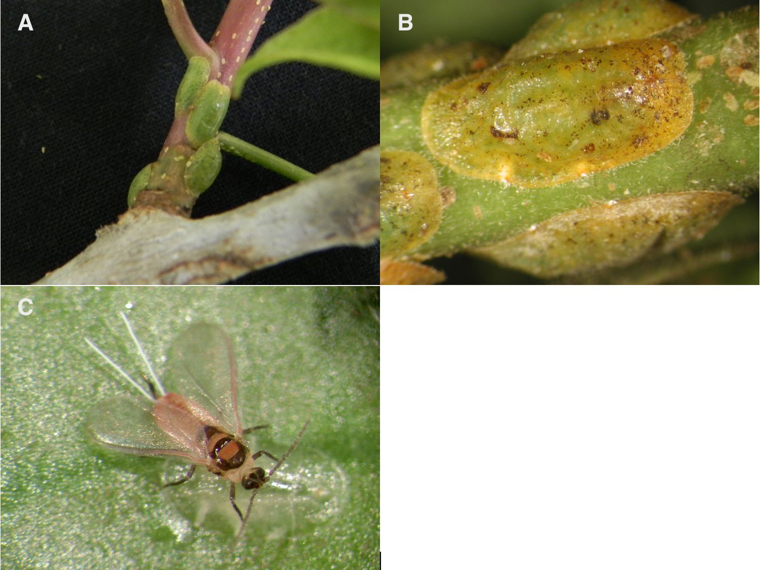 Adult female croton scales (green) are larger in size than the immature crawler instars (yellow), B) Close up of adult female croton scales, C) Adult male croton scale. 