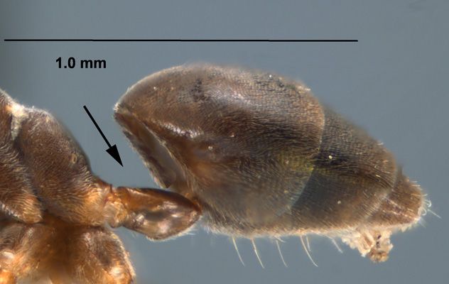 The flattened petiole of a Tapioma sessile worker. 