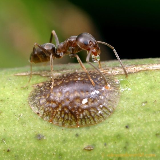 Linepithema humile tending to a scale insect and feeding on its honeydew excretion. 