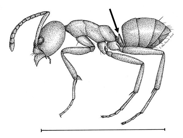 Drawing of a Linepithema humile worker. Arrow points to the erect petiole node. The twelve segmented antenna is shown.  Scale bar is 2 mm. 