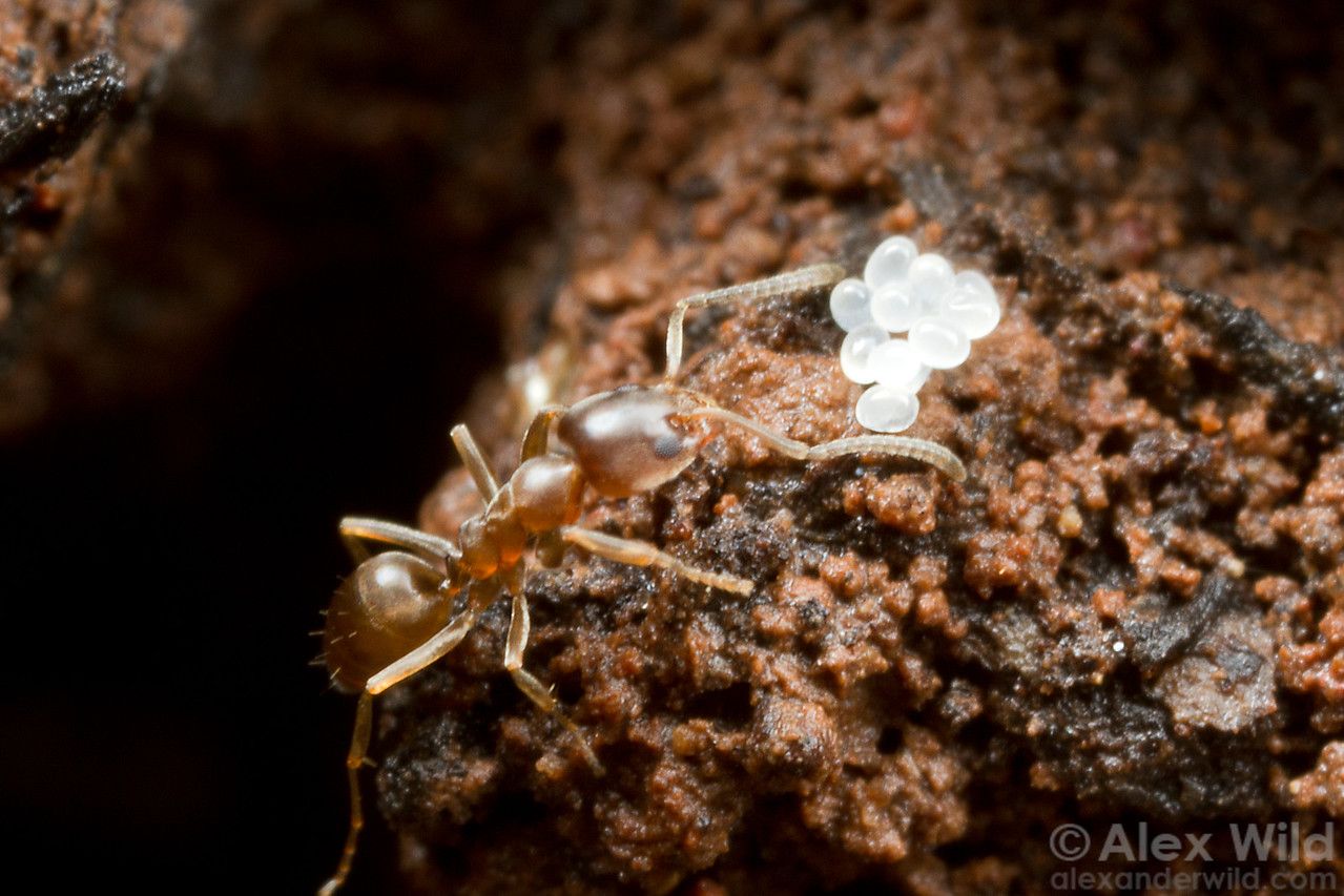 Linepithema sp. worker with eggs inside nest. 