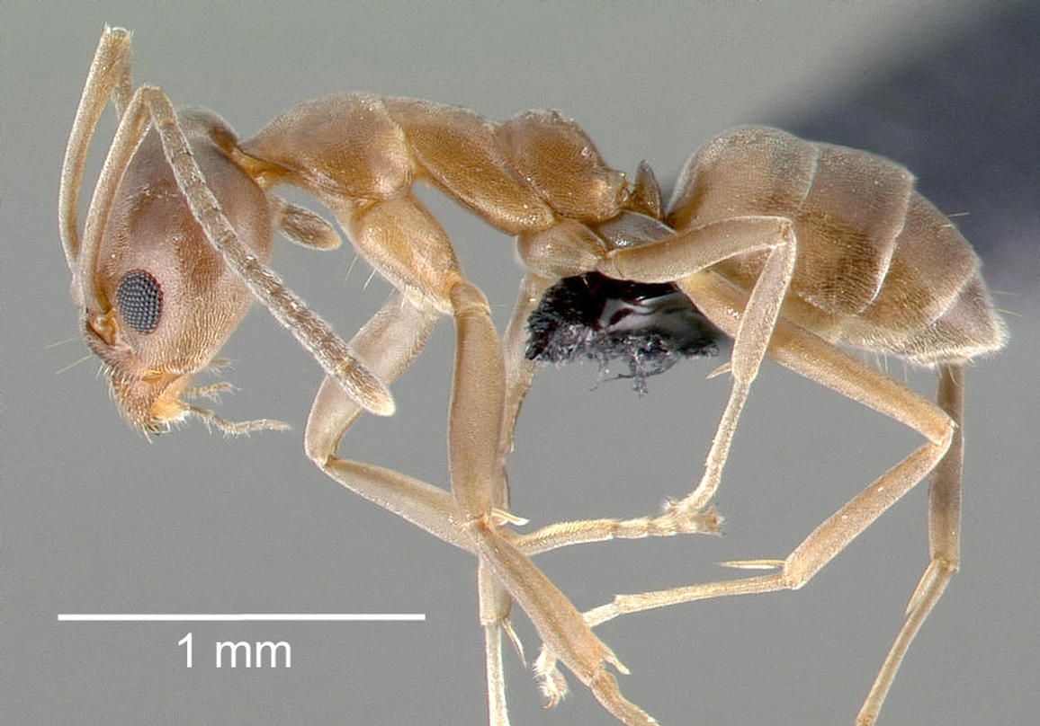 Linepithema humile, side view of a worker. Notice the indentation between the mesothorax and metathorax and lack of dense hairs on the thorax. 