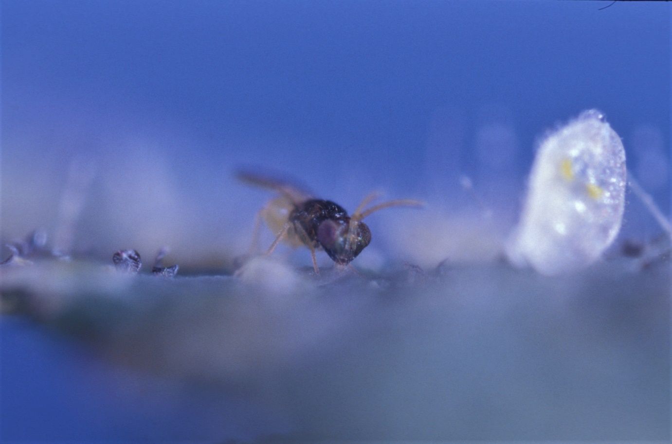 Host feeding of a Bemisia tabaci nymph by an adult Encarsia formosa. 