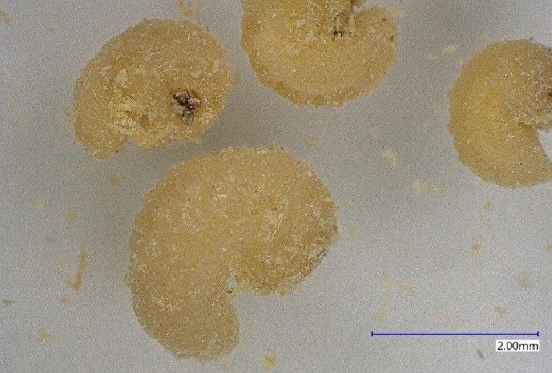 Larva of Callosobruchus maculatus at magnification 50X. 