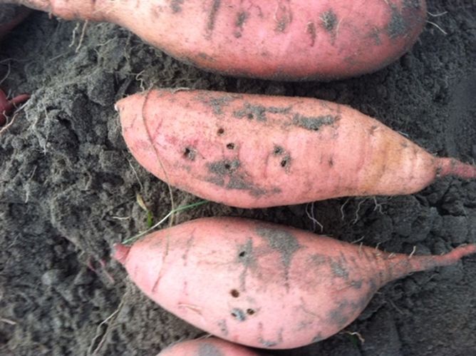Circular holes typical of recent wireworm feeding injury on sweet potato roots that were already enlarged.