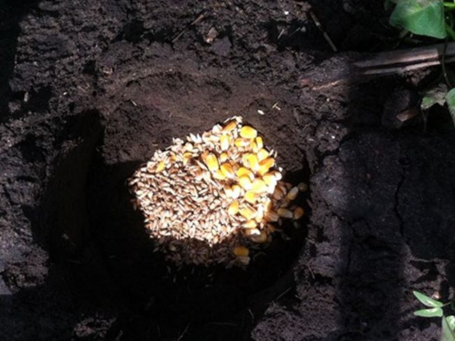 Position of the seed-bait mixture in the hole. 