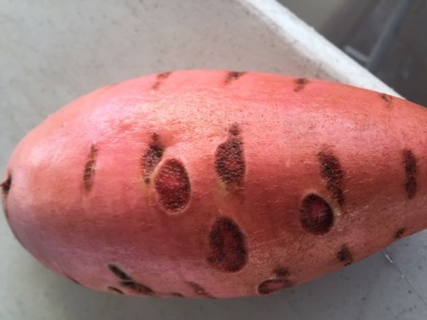 Wireworm injury caused by larval feeding early in the season when the sweet potato root was small. The symptom indicates root healing as the root increased in size. 