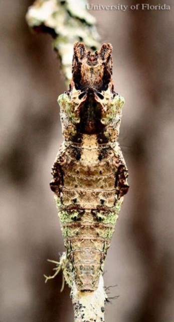 Figure 17. Dorsal view of a chrysalis of the giant swallowtail, Papilio cresphontes Cramer.